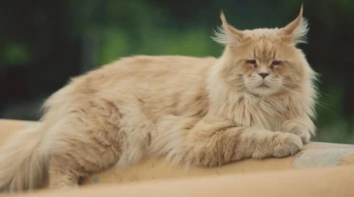 Simba